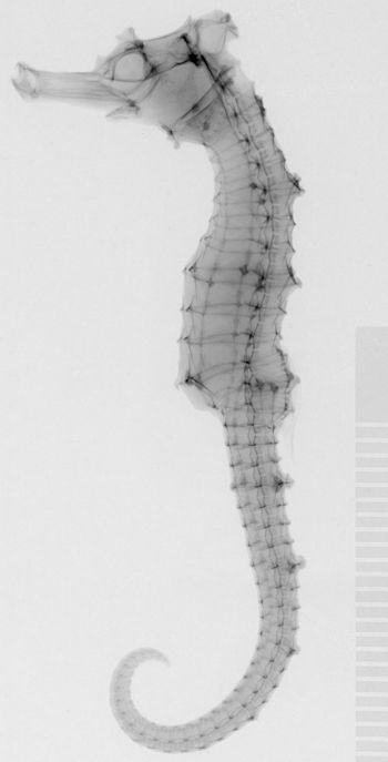 Media type: image;   Ichthyology 59350 Aspect: lateral,description